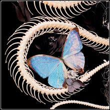 Load image into Gallery viewer, Black Copper Rat Snake Skeleton &amp; Morpho Butterflies in 19th Century Antique Frame
