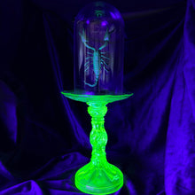 Load image into Gallery viewer, Javanimetrus cyaneus in Uranium Glass Display
