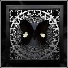 Load image into Gallery viewer, Papilio sataspes Sanctum Frame
