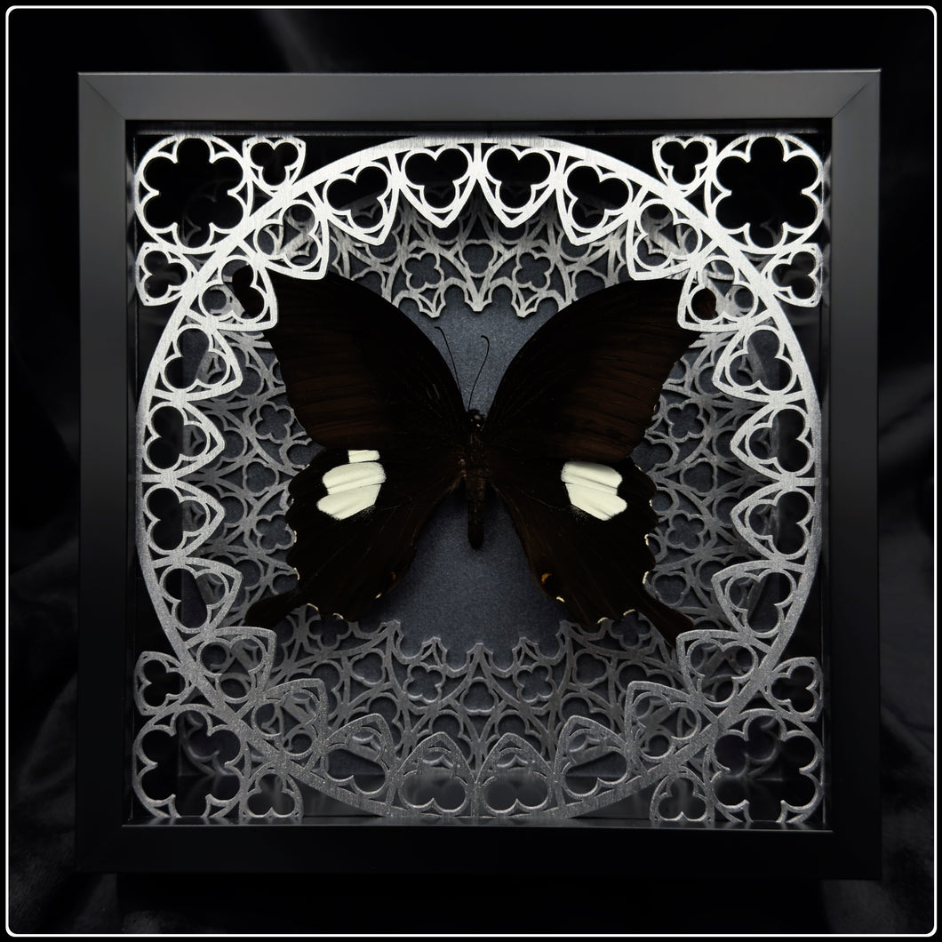 Papilio sataspes Sanctum Frame