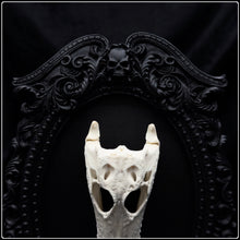 Load image into Gallery viewer, Crocodile Skull on Black Rose Frame
