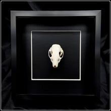 Load image into Gallery viewer, Hedgehog Skull Frame
