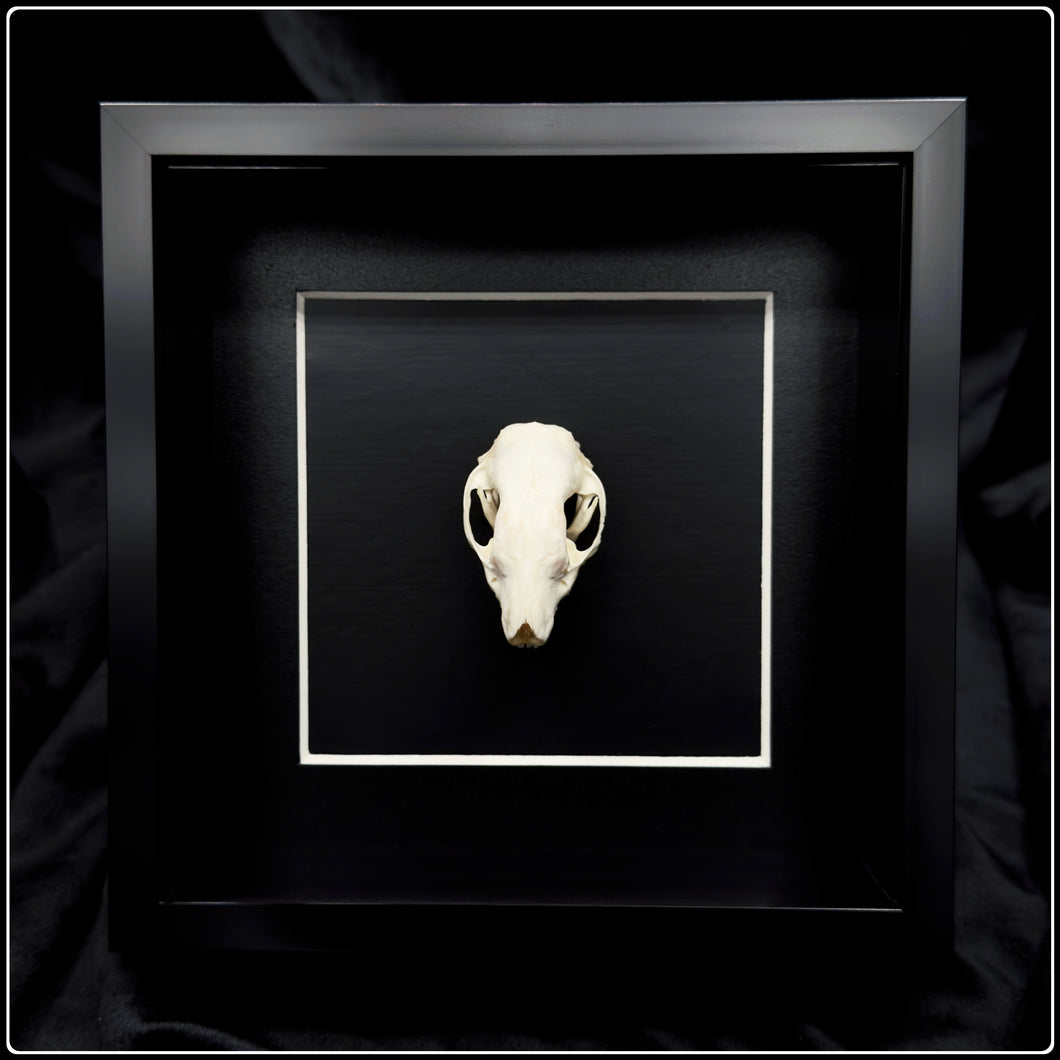 Hedgehog Skull Frame