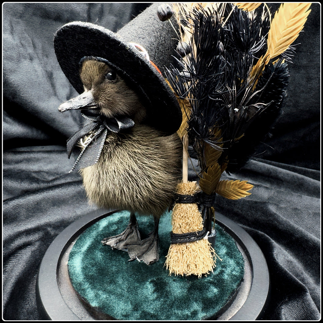 Witch Duckling - ‘Zelah’