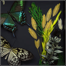 Load image into Gallery viewer, Papilio maackii And Idea idea Butterflies in Shadow Box Frame
