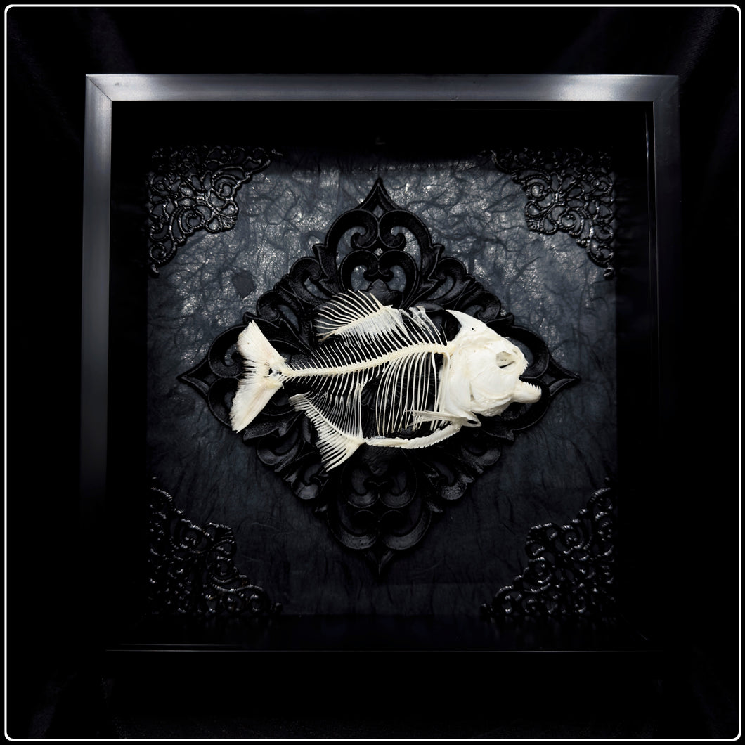 Piranha Skeleton Frame - RARE Specimen