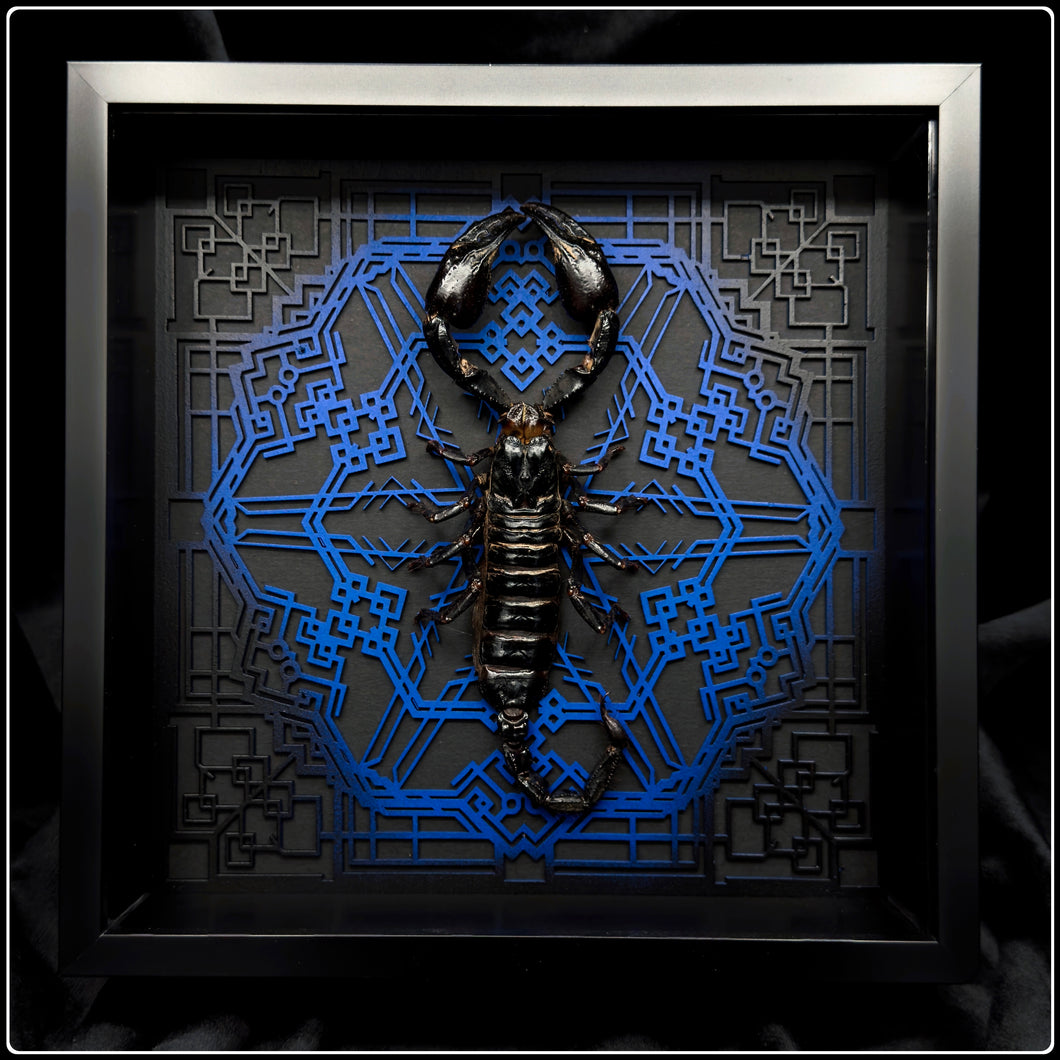 Heterometrus cyaneus Vanguard Frame - UV Reactive