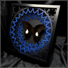 Load image into Gallery viewer, Papilio sataspes Sanctum Frame
