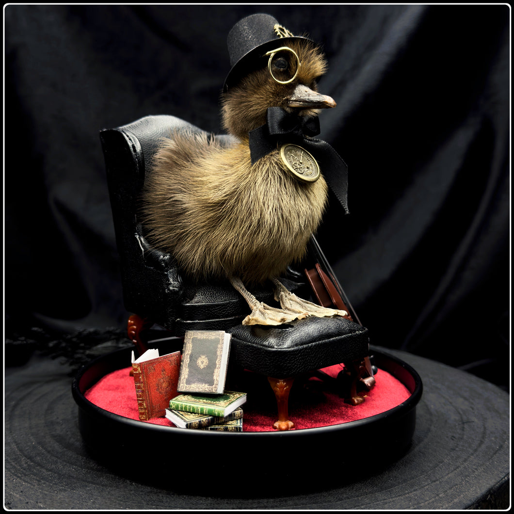 Victorian Duckling - ‘Professor Caspian Frederickton’