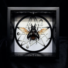 Load image into Gallery viewer, Odontolabis dalmanni Shadow Box Frame
