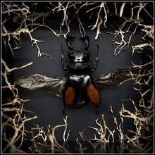 Load image into Gallery viewer, Hexarthrius parryi paradox Wildwood Frame

