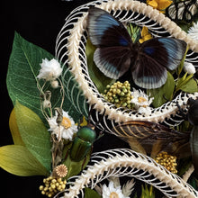 Load image into Gallery viewer, Pytas korros Skeleton in Antique Convex Glass Frame
