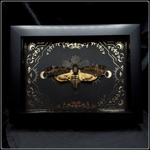 Load image into Gallery viewer, Acherontia styx Death Head Moth In Shadow Box Frame
