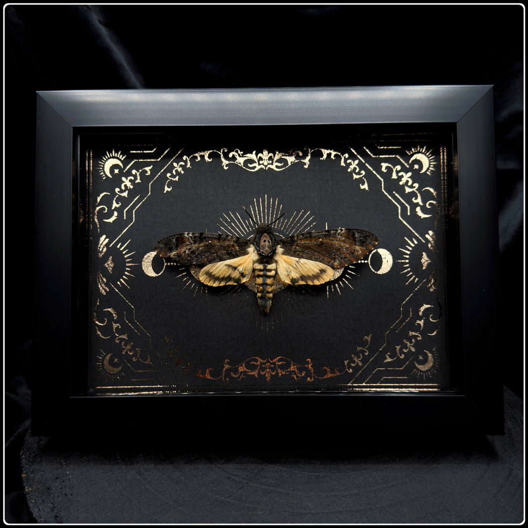 Acherontia styx Death Head Moth In Shadow Box Frame