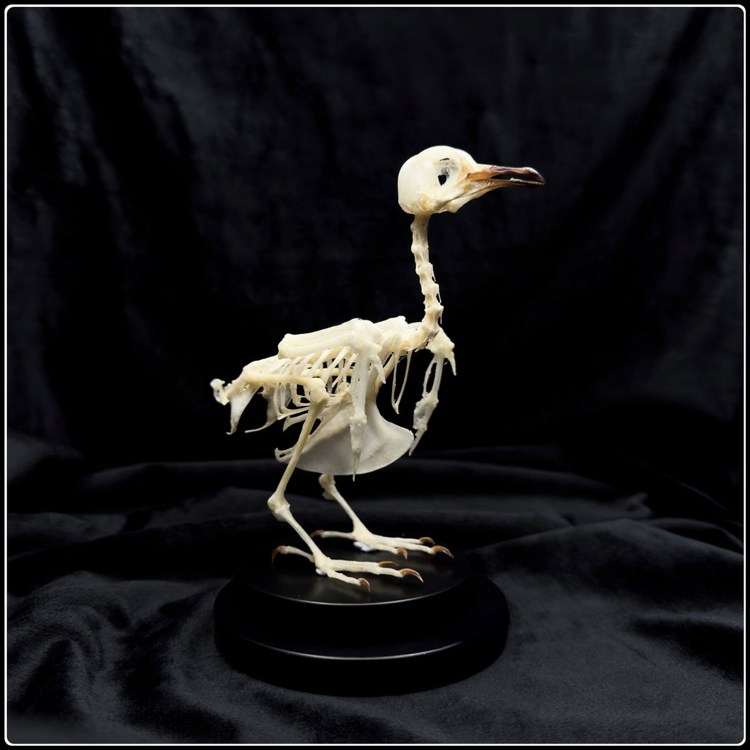 Spotted Dove Articulated Skeleton