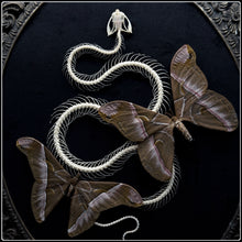 Load image into Gallery viewer, Snake Skeleton &amp; Samia insularis Moths in Antique Frame
