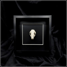 Load image into Gallery viewer, Hedgehog Skull Frame
