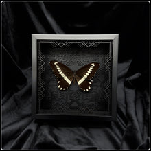 Load image into Gallery viewer, Papilio gallienus Art Deco Frame
