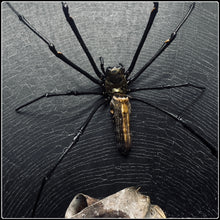 Load image into Gallery viewer, Golden Orb Weaving Spider on Preserved Spider Web - Large
