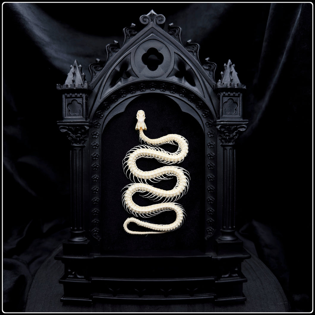 Snake Skeleton on Cathedral Frame