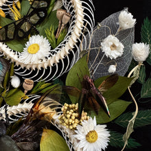 Load image into Gallery viewer, Pytas korros Skeleton in Antique Convex Glass Frame
