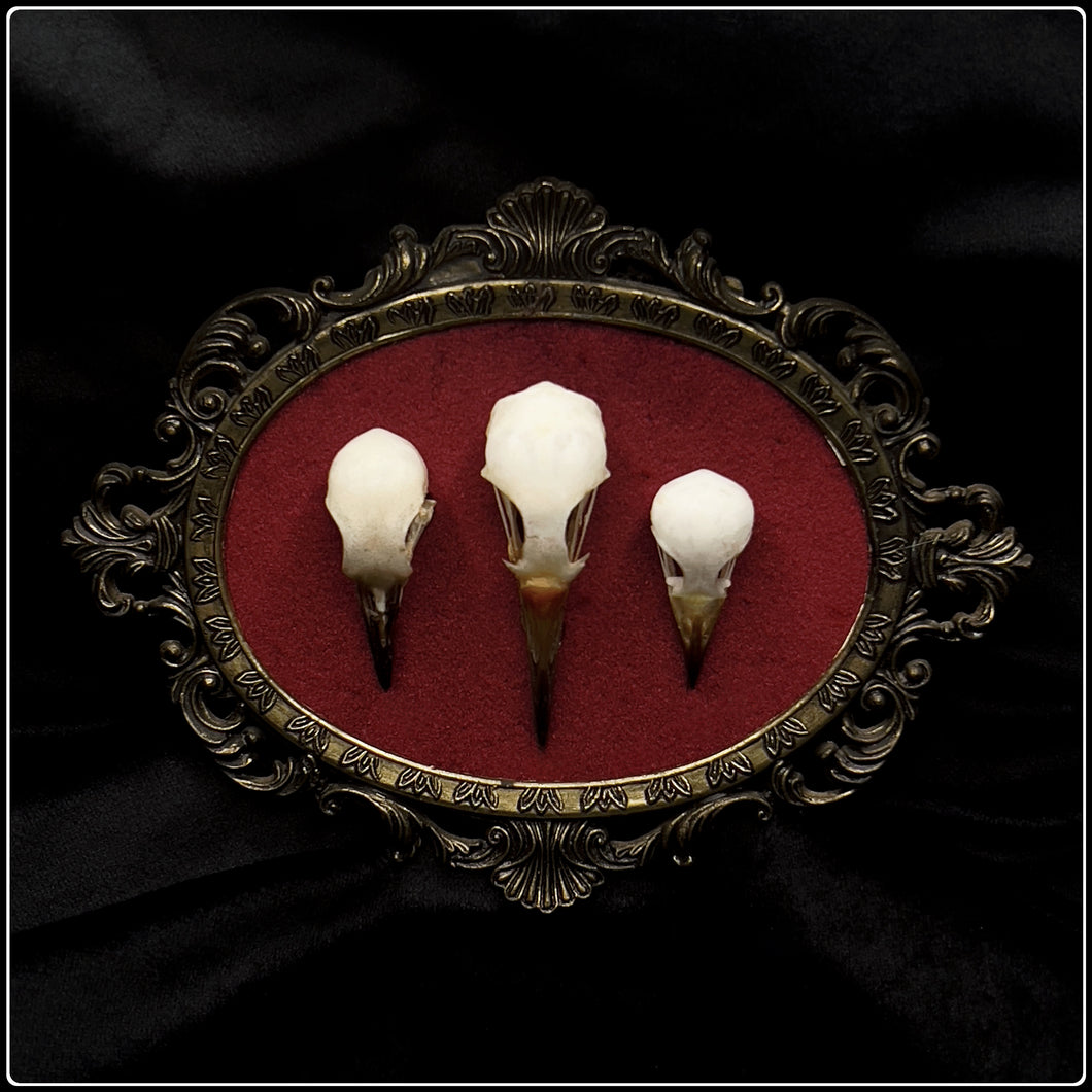 Trio Of Bird Skulls on Antique Frame