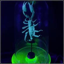 Load image into Gallery viewer, Heterometrus cyaneus in Uranium Glass Display
