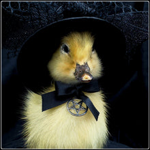 Load image into Gallery viewer, Victorian Mourning Duckling - ‘Ms Eliza Broadstreet’
