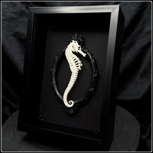 Load image into Gallery viewer, Seahorse Skeleton Shadow Box
