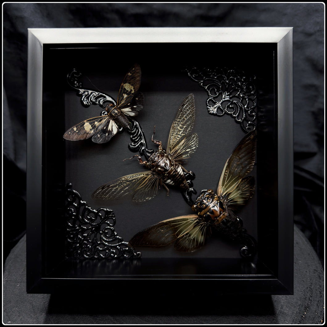 Trio of Cicadas Frame