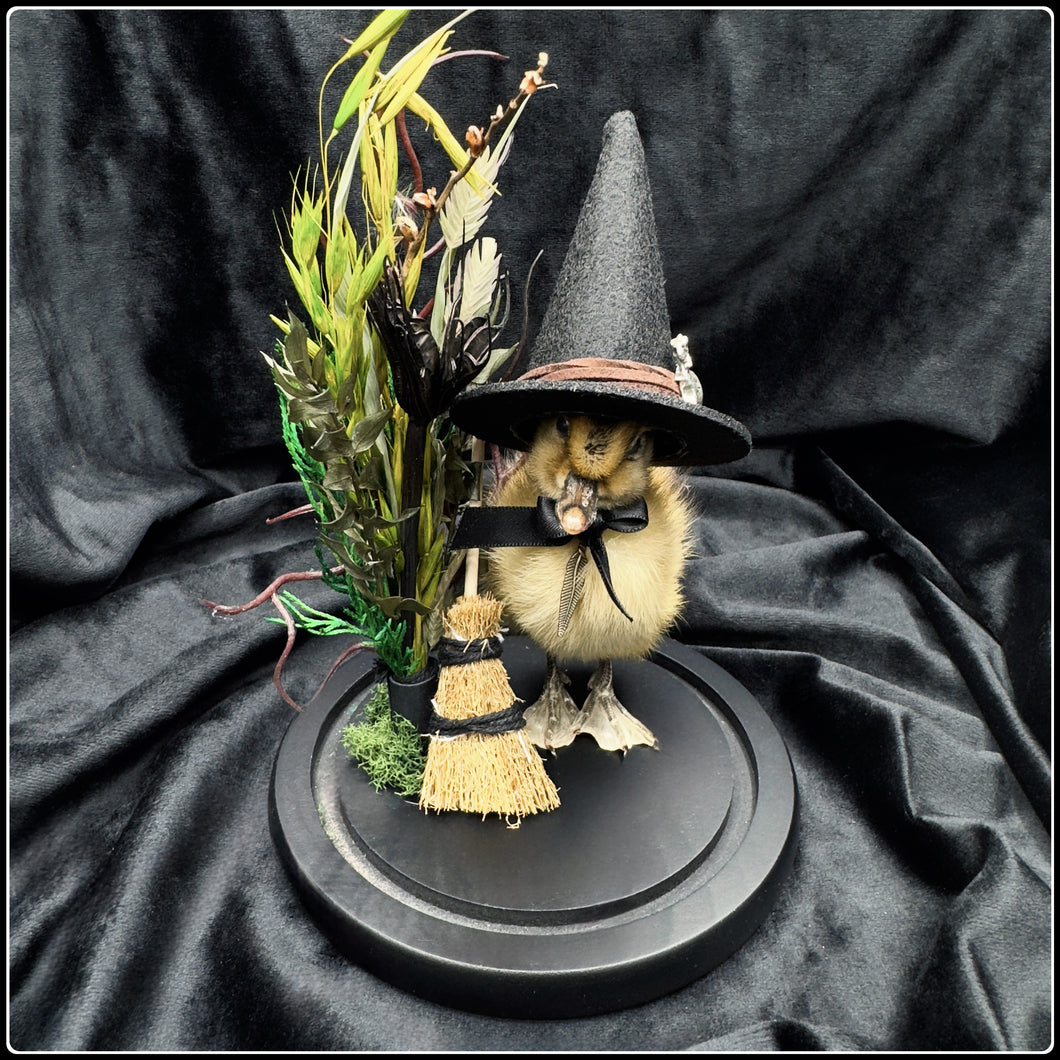 Witch Duckling - ‘Hilda’