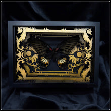 Load image into Gallery viewer, Papilio Memnon Antiquity Frame
