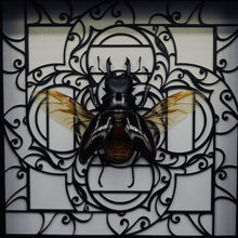 Load image into Gallery viewer, Odontolabis dalmanni Shadow Box Frame
