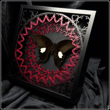 Load image into Gallery viewer, Papilio Sataspes Sanctum Frame
