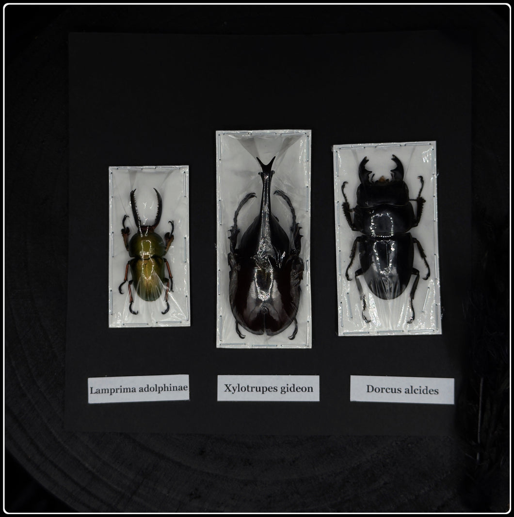 Preserved Specimen Pack - Beetle Collection