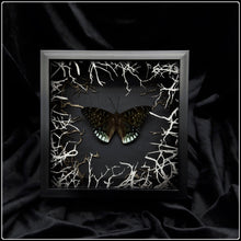 Load image into Gallery viewer, Dicchoragia ninus Wildwood Frame
