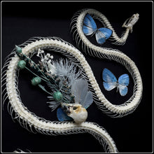 Load image into Gallery viewer, Snake Skeleton, Bird Skull &amp; Butterflies Frame
