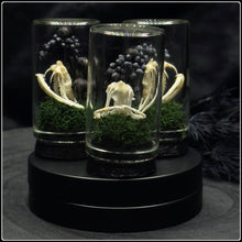 Load image into Gallery viewer, White Lipped Pit Viper Skull Curio Bottle
