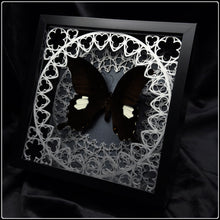 Load image into Gallery viewer, Papilio sataspes Sanctum Frame
