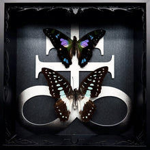 Load image into Gallery viewer, Butterfly Duo Shadow Box Frame
