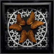 Load image into Gallery viewer, Vindula arsinoe Trio Sanctum Frame
