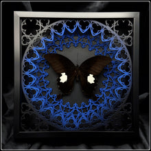 Load image into Gallery viewer, Papilio sataspes Sanctum Frame
