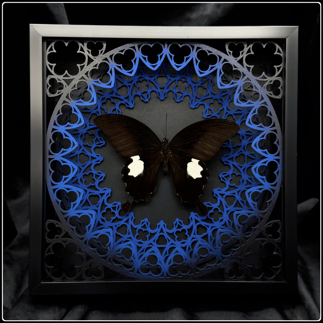 Papilio sataspes Sanctum Frame