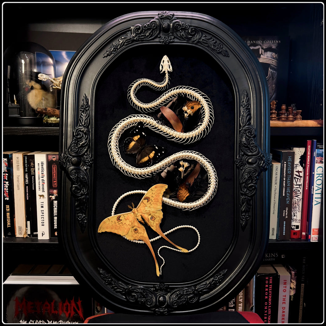 Large Snake Skeleton & Rare Giant Silk Moth in Antique Bubble Glass Frame