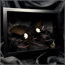 Load image into Gallery viewer, Papilio sataspes sataspes Butterfly Frame

