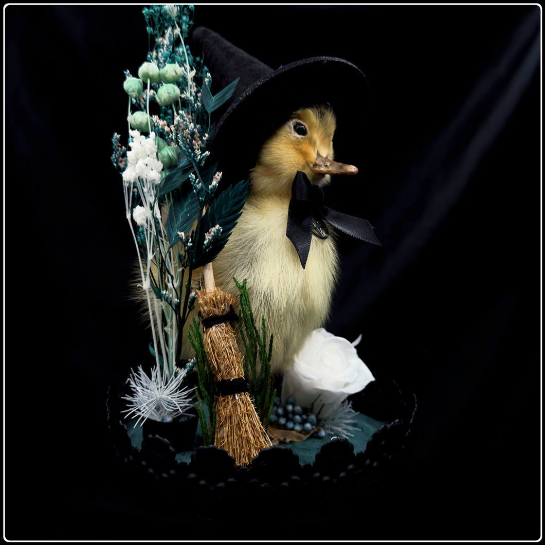 Witch Duckling - ‘Clarice’