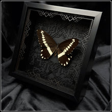Load image into Gallery viewer, Papilio gallienus Art Deco Frame

