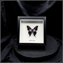 Load image into Gallery viewer, Graphium wieskei Butterfly Frame
