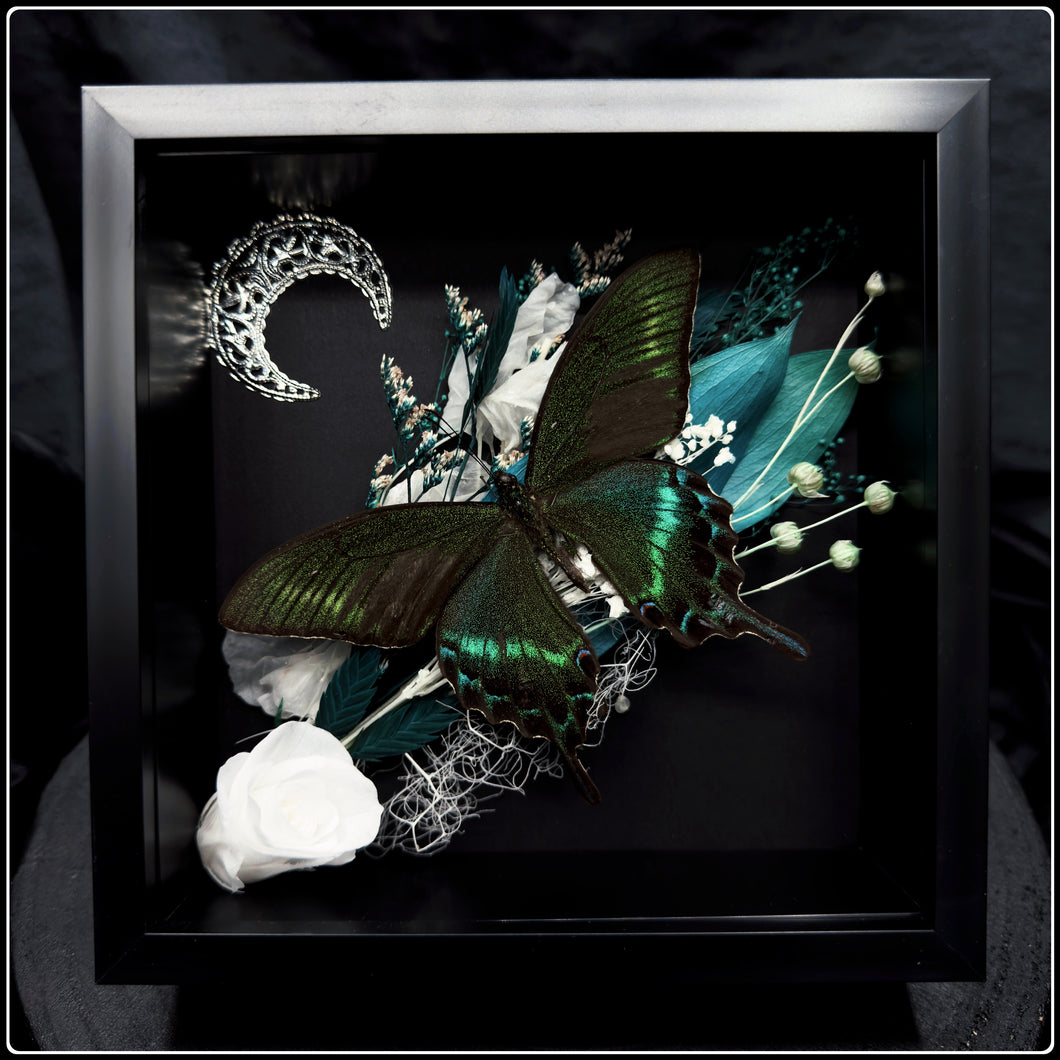 Papilio Maackii Butterfly with Botanicals and Crescent Moon