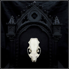 Load image into Gallery viewer, European Mink Skull on Cathedral Frame
